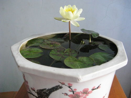 睡莲根全水养可行吗？水培达人揭秘关键技巧