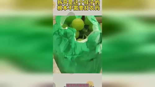 阳光玫瑰套袋前的准备工作：杀菌剂的选择