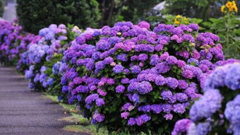 绣球花嫩否在北方冬天户外过冬？