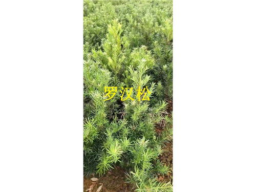 池杉的五大核心产区