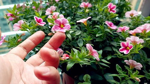 品种选择， 要细心