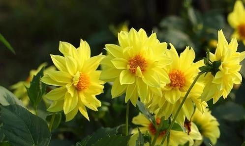 全年施肥日历参考