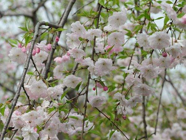 修剪整形提升观赏价值