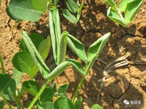 结合追肥浇水， 中耕松土