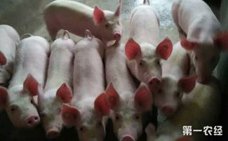 河南乳猪料槽厂家地址是哪里？推荐河南十大乳猪教槽料品牌有哪些？