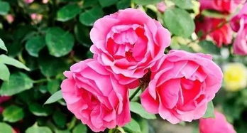 春天里的月季情缘