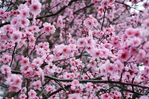 梅花中的珍品，排名第二的洁白雪