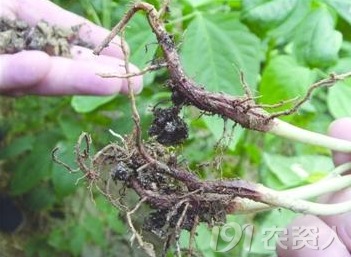 豇豆生锈病，怎么破？