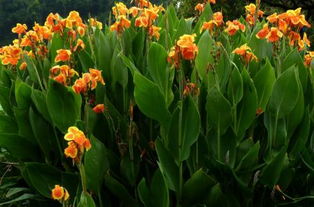 水生植物种植销售