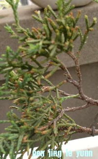 真柏黄叶的种种原因