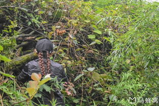 采收季节的重要性