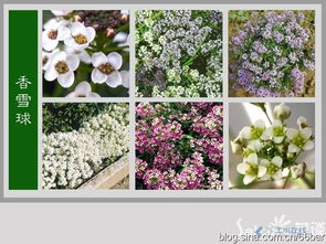 草本与木本， 植物世界的两种类型