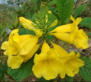 黄钟花种植：了解黄钟花