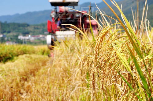 植保业务：先正达集团的“压舱石”