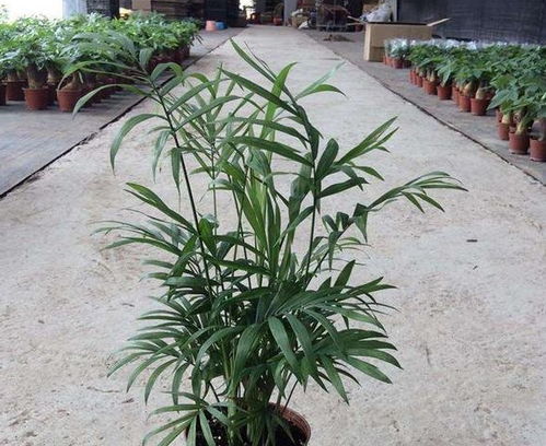 椰子种植需充足水分，生长周期对水分需求量大