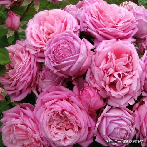 花型花色， 美得让人心动