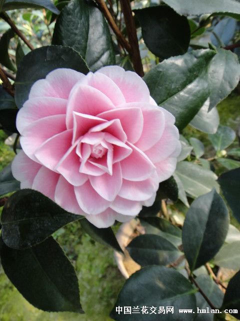 五色赤丹的颜色展示