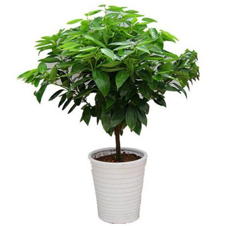 阳台种什么植物旺风水？这几种摆了都说好