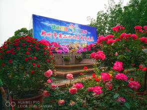 月季花展， 郑州特色景观大集合