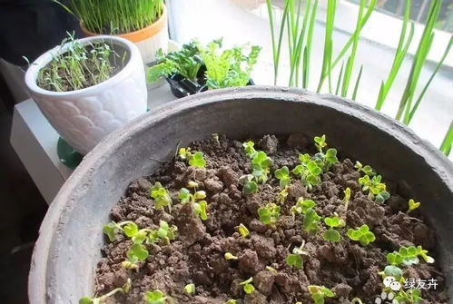 茄子、 西红柿，夏天里的时令菜，泡沫箱也Neng种