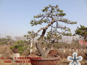 迎客松花盆栽种植全攻略