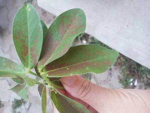 什么是蔷薇科植物锈病？