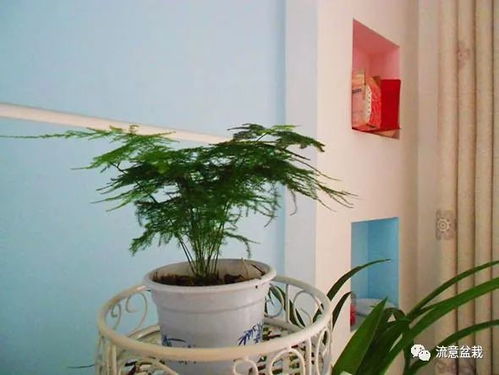 小型且美观的花卉推荐