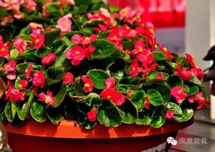 种植时间表，你记住了吗？