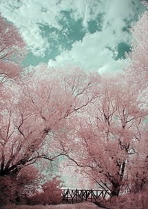 樱花落叶之谜，为何提前飘零
