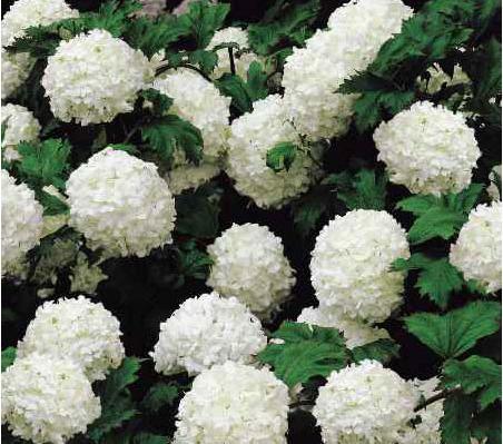 花卉的世界， 花的语言