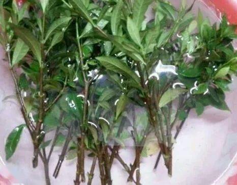 栀子花水培生根方法有哪些，适合初学者掌握的步骤是什么