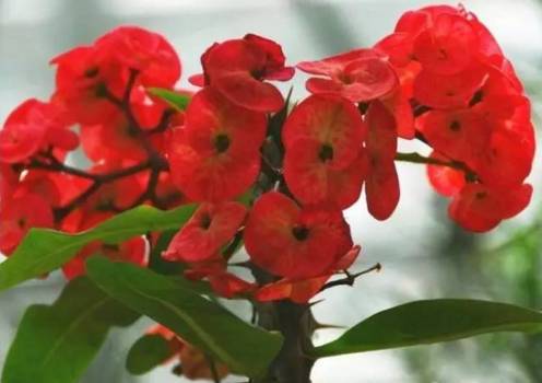 虎刺梅不开花，咋整？揭秘五大关键因素