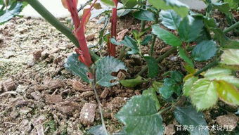 夏季月季不发芽，是土还是光？我们来聊聊