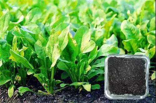 金dou尔的使用，要注意些什么呢？