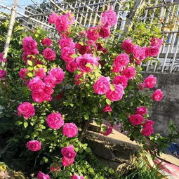 月季三怕之三：无扣水步骤