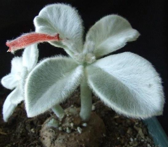 断崖女王这种植物应该如何进行断崖养殖