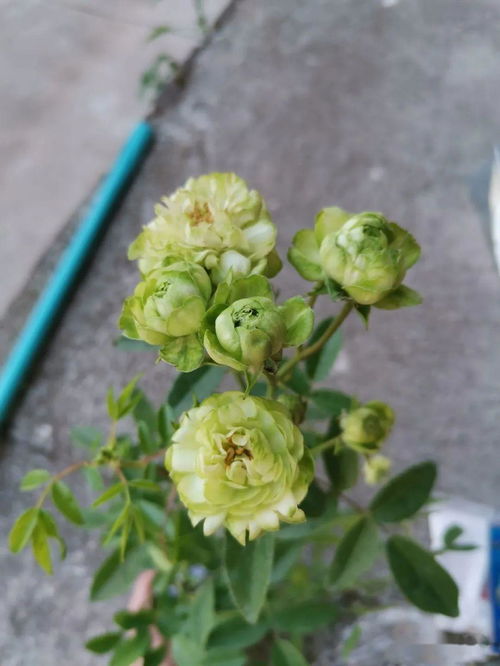 若菜：绿色与白色的交融