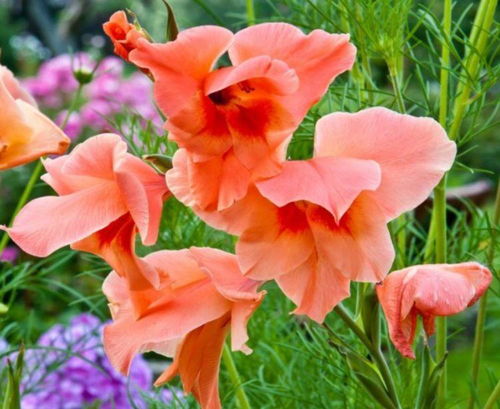 剑兰：春节档硬通货