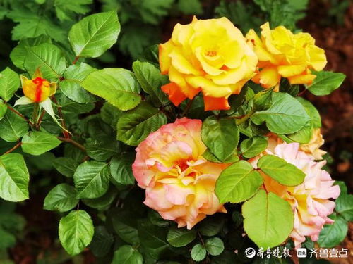 品种选择：长势统一， 观赏性梗高