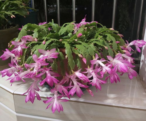 家庭养殖指南：如何养护珍珠梅，注意这些关键要点！