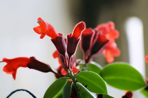 风水说 吊兰开花的秘密