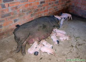 母猪瘫痪是什么原因引起的，有哪些症状，如何预防和治疗？