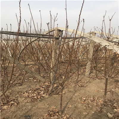 购买杏树苗的小技巧