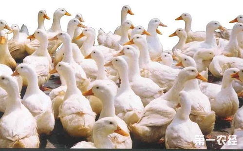 肉鸭光照管理如何提高产蛋率和肉质