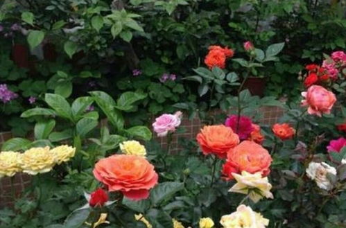 修剪月季的学问