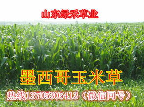 黑麦草：绿色养殖新宠