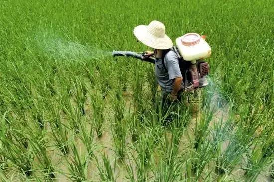 农药的利与弊：环丙唑醇的陷阱