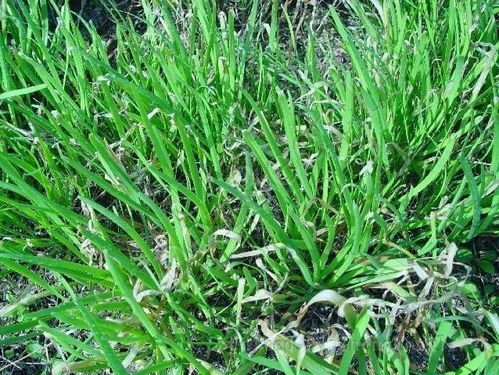 韭菜得病后的样子