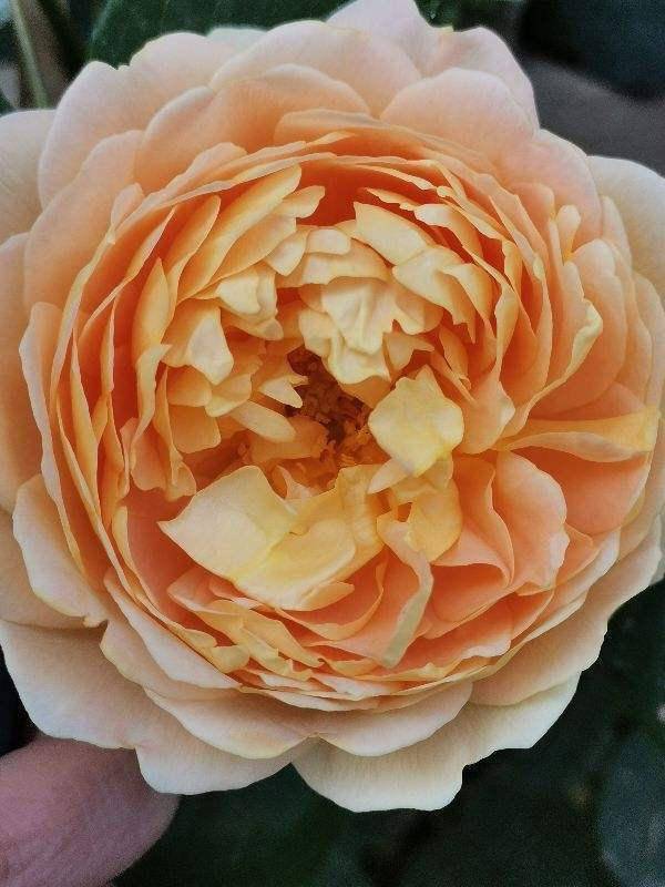 月季的口感独特之处