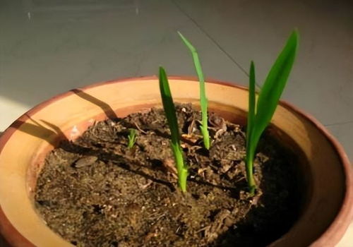 第一步：收集材料， 混合制作土壤